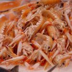 Langoustines crustacés Bretagne
